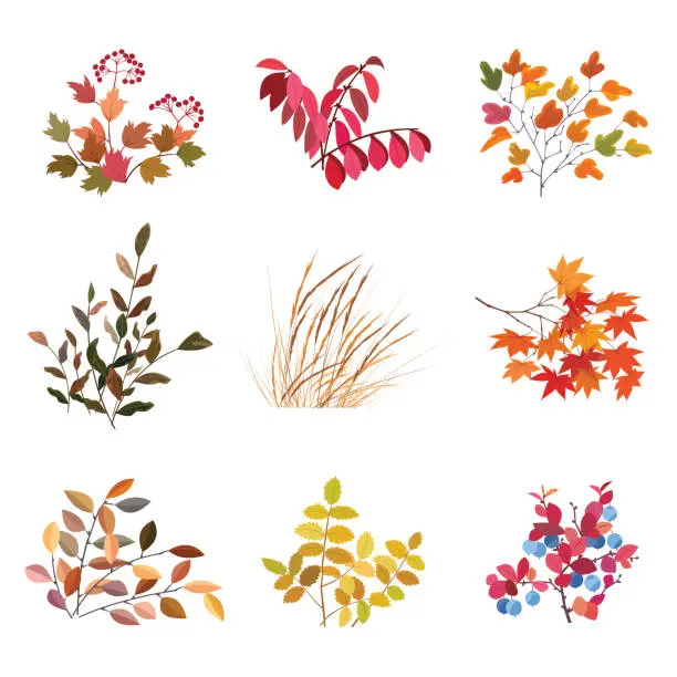 Vector illustration of Autumn forest branches with leaves collection.
Cartoon leaf collection in flat style