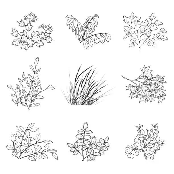 Vector illustration of Set of leaves and black branches on a white background. Cartoon leaf collection