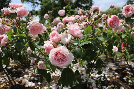 Beautiful pink roses in the garden