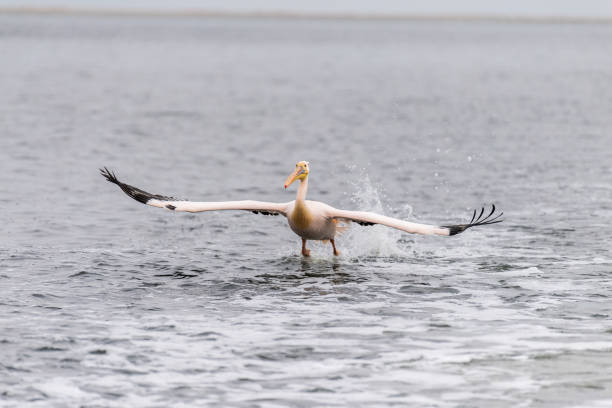 istock Pelican in Walvis Bay 1500233251