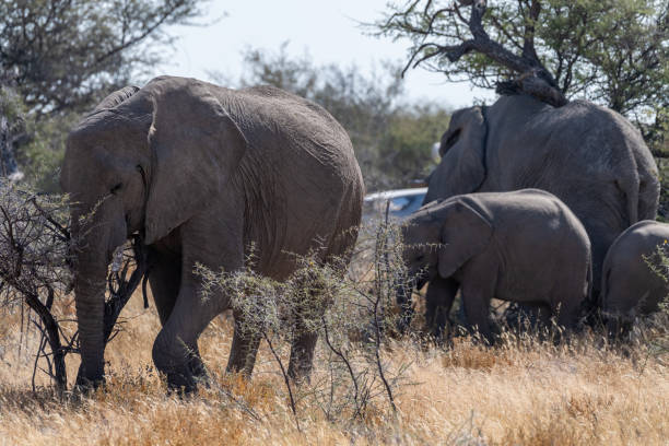 istock Elephant herd grazing in Etosha 1500233304