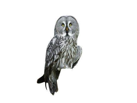 portrait great grey owl (Strix nebulosa) isolated on white background