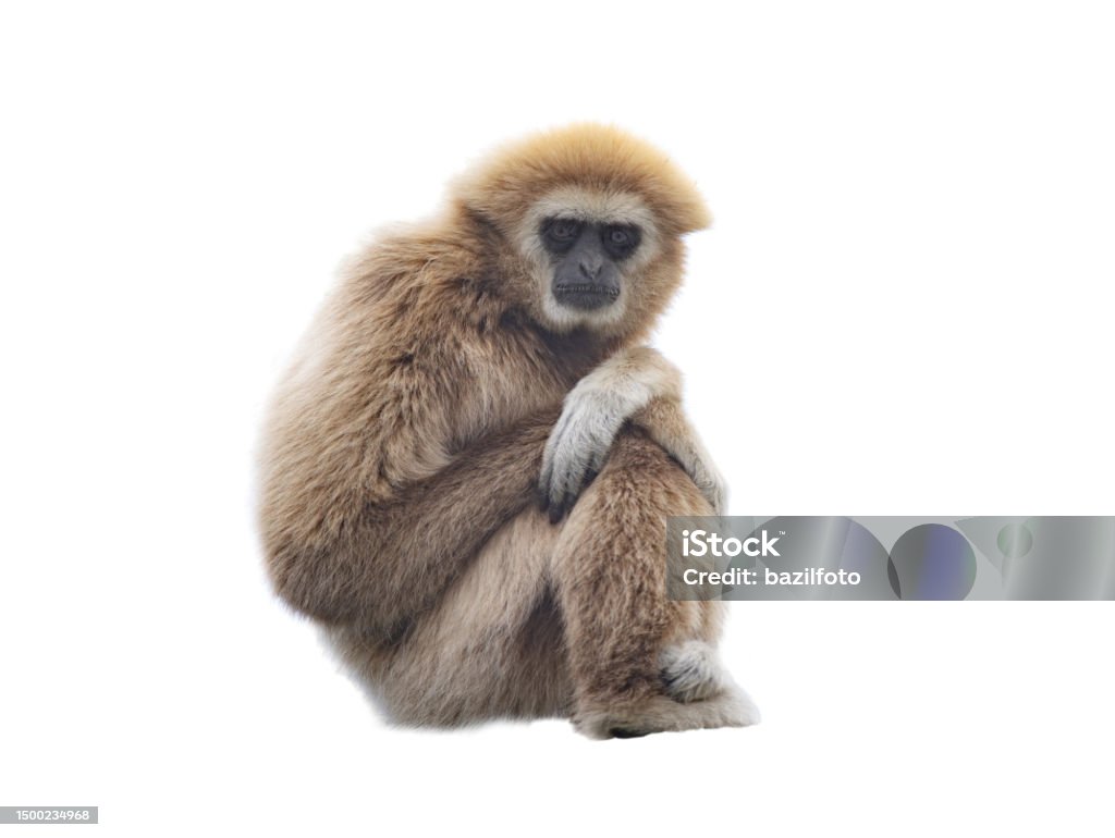 lar gibbon isolated on white background - Royalty-free Beyaz Elli Gibon Stok görsel lar gibbon isolated on white background - Royalty-free Beyaz Elli Gibon Stok görsel