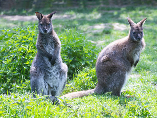 istock two red-necked wallaby sitting in the grass 1500235299