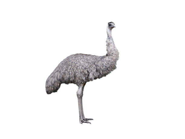 istock emu ostrich isolated on white background 1500235509
