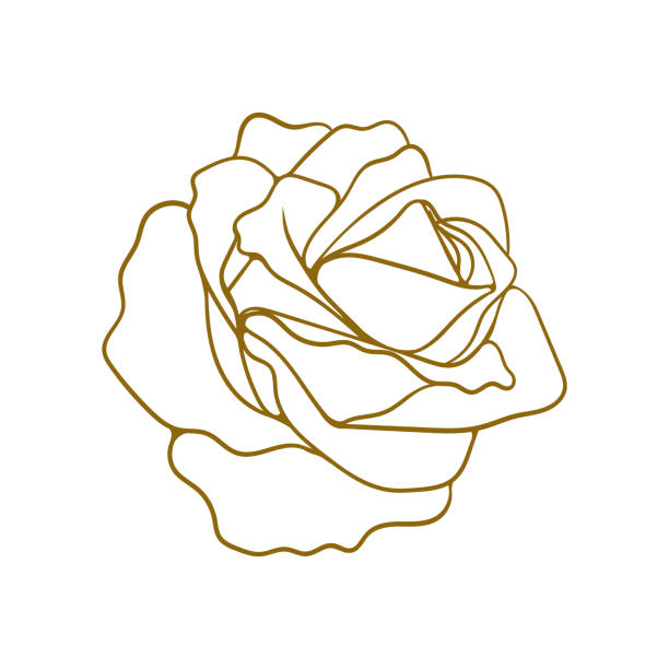 kontur ikony p�ąków róży. prosty elegancki wzór kwiatów róży na zaproszenia i kartki ślubne. - silhouette beautiful flower head close up stock illustrations