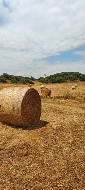 harvest time: big round hay bale on a mowed summer meadow photographed in the foreground, in the background more hay bales in front of a small green forest, during the day without people