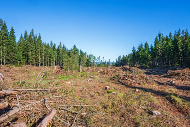 istock Clear cutting area in a spruce forest 1500238373