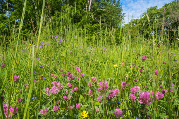 istock Blooming Red clover flower on a sunny meadow 1500238434