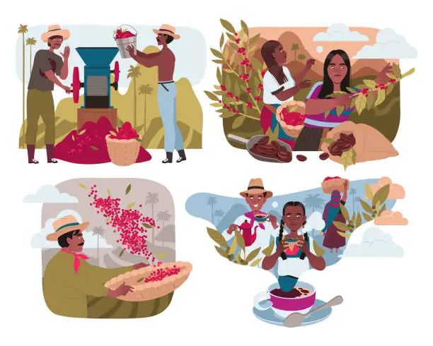 Vector illustration of People Harvesting Coffee Crop and Drinking Hot Aromatic Beverage Vector Set