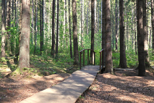 istock Forest landscape with a wooden path and a small bridge on a bright sunny day. 1500239662