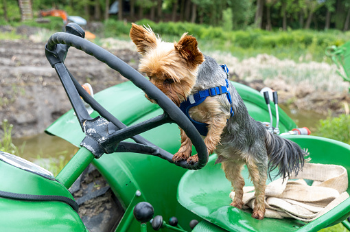 Small dog standing on the seat of an old tractor with paws on the steering wheel