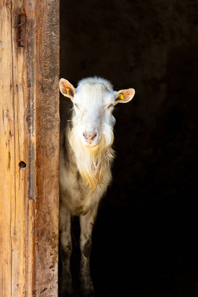 istock Portrait of curious goat 1500240165