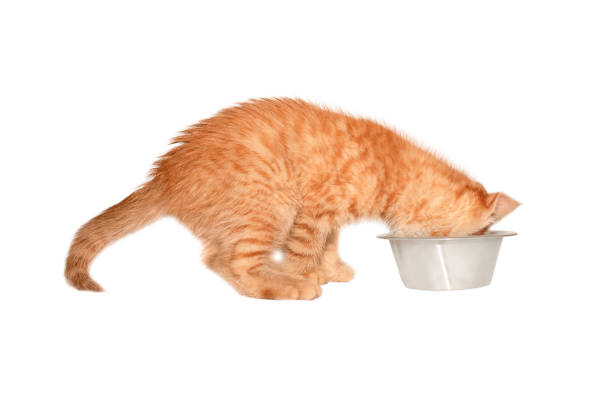istock Ginger kitten eating from a bowl isolated on white 1500241124