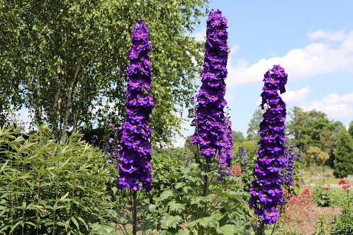 Purple Delphinium flowers