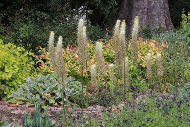 istock Garden in Regent park, London 1500241490
