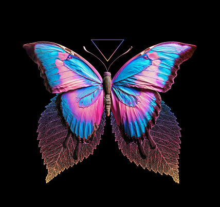 Blue-pink butterfly illustration