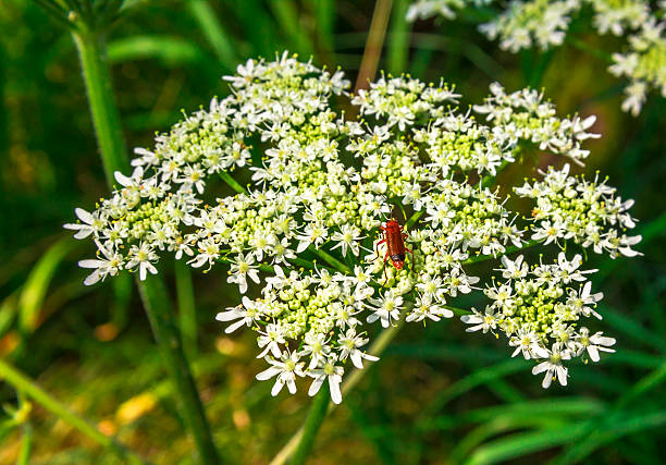 Common red soldier beetle on a white inflorescence Common red soldier beetle on a white inflorescence rhagonycha fulva stock pictures, royalty-free photos & images
