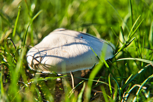 White Mushrooms in the Green Grass