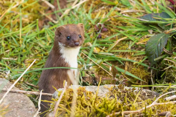 Smile for the camera Weasel!