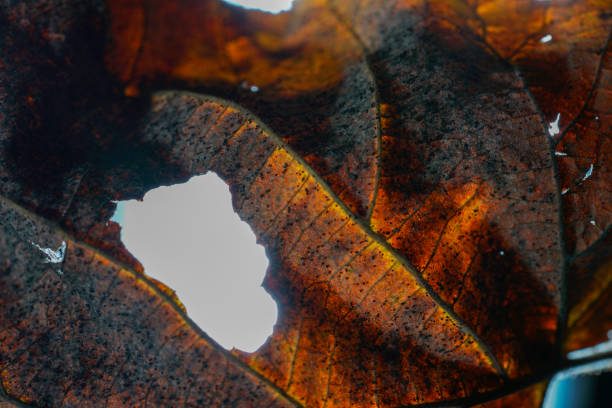 Leaves of deciduous trees in lush green