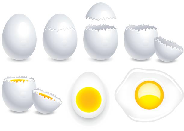 illustrazioni stock, clip art, cartoni animati e icone di tendenza di uovo - eggs animal egg cracked egg yolk