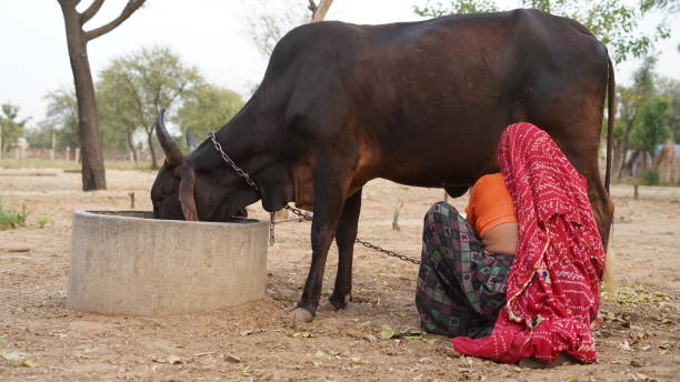 donna che munge la mucca sul campo nel pomeriggio d'estate, la mucca da latte milker apre all'aperto vicino alla casa. - milker foto e immagini stock