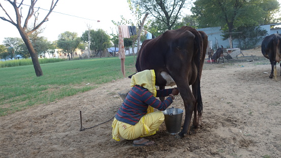 Indian young woman milking a black and white cow near the green agriculture.