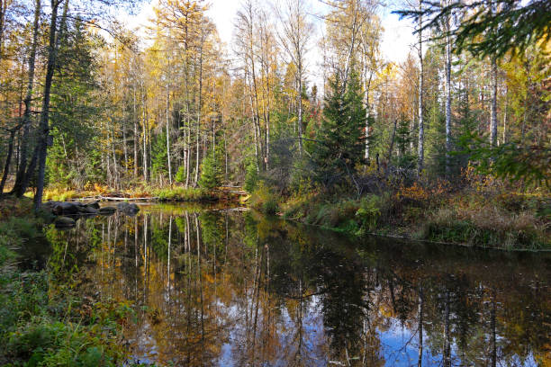 istock Autumn forest landscape with lake. 1500244268