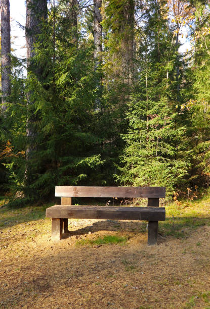 istock Autumn landscape with a recreation area on a walking path a larch forest. 1500244354