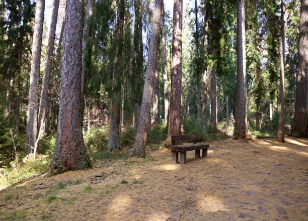 Beautiful view of the national park trail near St. Petersburg, Russia.