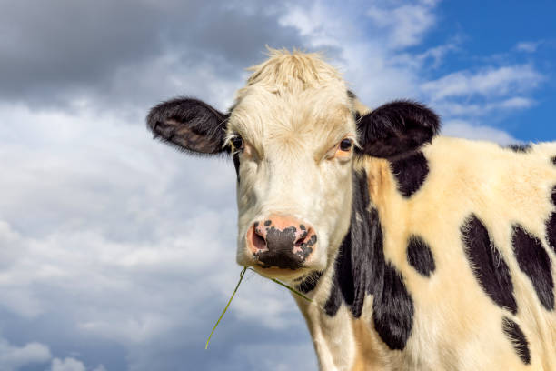 mucca da latte, mungitrice bianca e nera, dall'aspetto amichevole e innocente, naso rosa, di fronte a un cielo blu, fili d'erba in bocca - milker foto e immagini stock