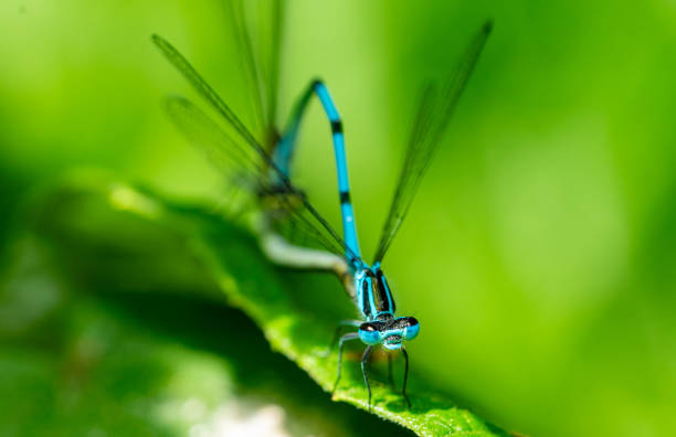This 'streamside butterfly' is our most familiar riverine Odonate. It is a variable species and numerous forms have been named.Total length: 45-48mm, abdomen 33-44mm, hind wing  27-36mm. This is the largest damselfly of this Group. Males are metallic blue with a dark blue band across each wing. Females have metallic green body and veins, clear greenish wings and usually a white pseudopterostigma.Habitat: Most (partially) open running waters, avoiding cold torrents, high mountains and deep shade, and is scarce on large waters.Distribution: Common species in most parts of (Central) Europe, except N Scandinavia and the Iberian Peninsula.Flight Season: May-August.This beautiful Insect is flying along streaming Brooks (open running Waters) and is quite common in the Netherlands. The Males defend Territories and the Courtship Behaviour is quite extended and exclusive.