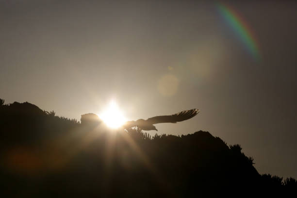 Silhouette of seagull during sunset.