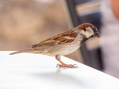 A house sparrow perched on a composite wood deck.