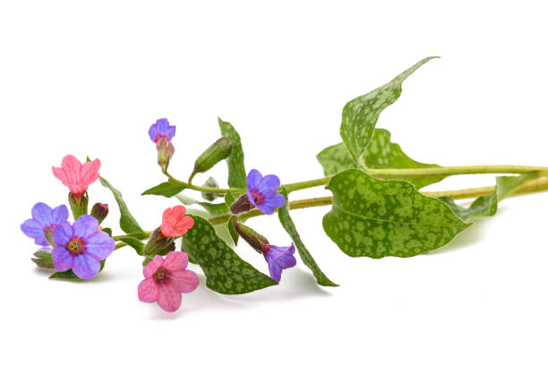 Common lungwort Common lungwort (Pulmonaria officinalis) isolated on white common lungwort pulmonaria officinalis stock pictures, royalty-free photos & images