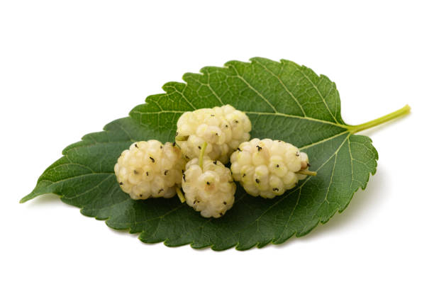 istock White mulberry leaf with fruits 1500248852