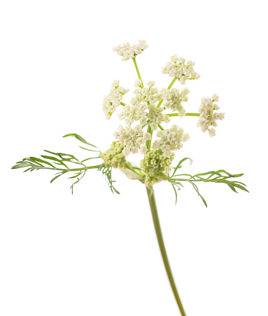 Wildflower hemlock blooming plant isolate white
