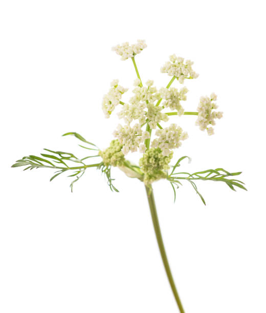 Carum carvi flowers Carum carvi flowers isolated on white background caraway stock pictures, royalty-free photos & images