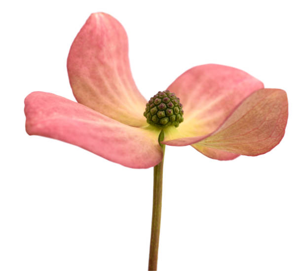 istock Flowering dogwood flower 1500249279