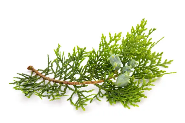 Chinese thuja sprig with cones isolated on white
