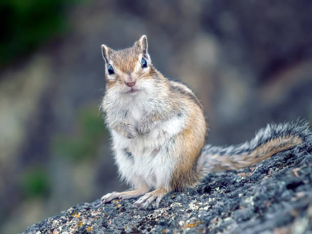 istock A chipmunk is standing on a stone and looking into a camera. Close-up. 1500249801