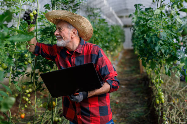 istock A senior man with a laptop is analyzing tomatoes from a vegetable garden. 1500251135