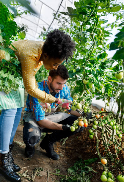usando tijeras de jardín, una joven africana recoge tomates de un huerto con su colega. - greenhouse pepper vegetable garden agriculture fotografías e imágenes de stock
