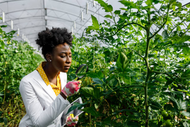 африканская женщина-агроном проверяет выращивание помидоров в большой теплице с помощью увеличительного стекла. - hydroponics laboratory agriculture vegetable стоковые фото и изображения