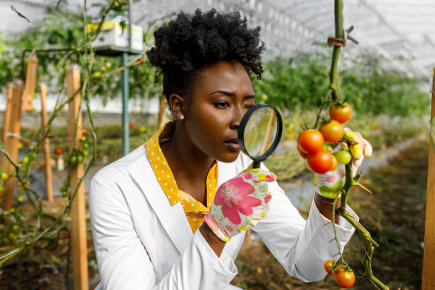 istock A female African agricultural technician with a magnifying glass is analyzing tomatoes from a vegetable garden. 1500251294