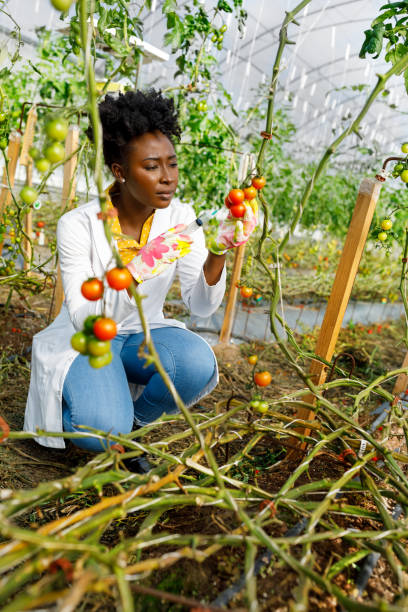 istock A female African agricultural technician is analyzing tomatoes from a vegetable garden. 1500251315