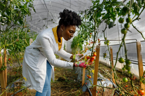 istock A female African agricultural technician with a digital tablet is analyzing tomatoes from a vegetable garden. 1500251422