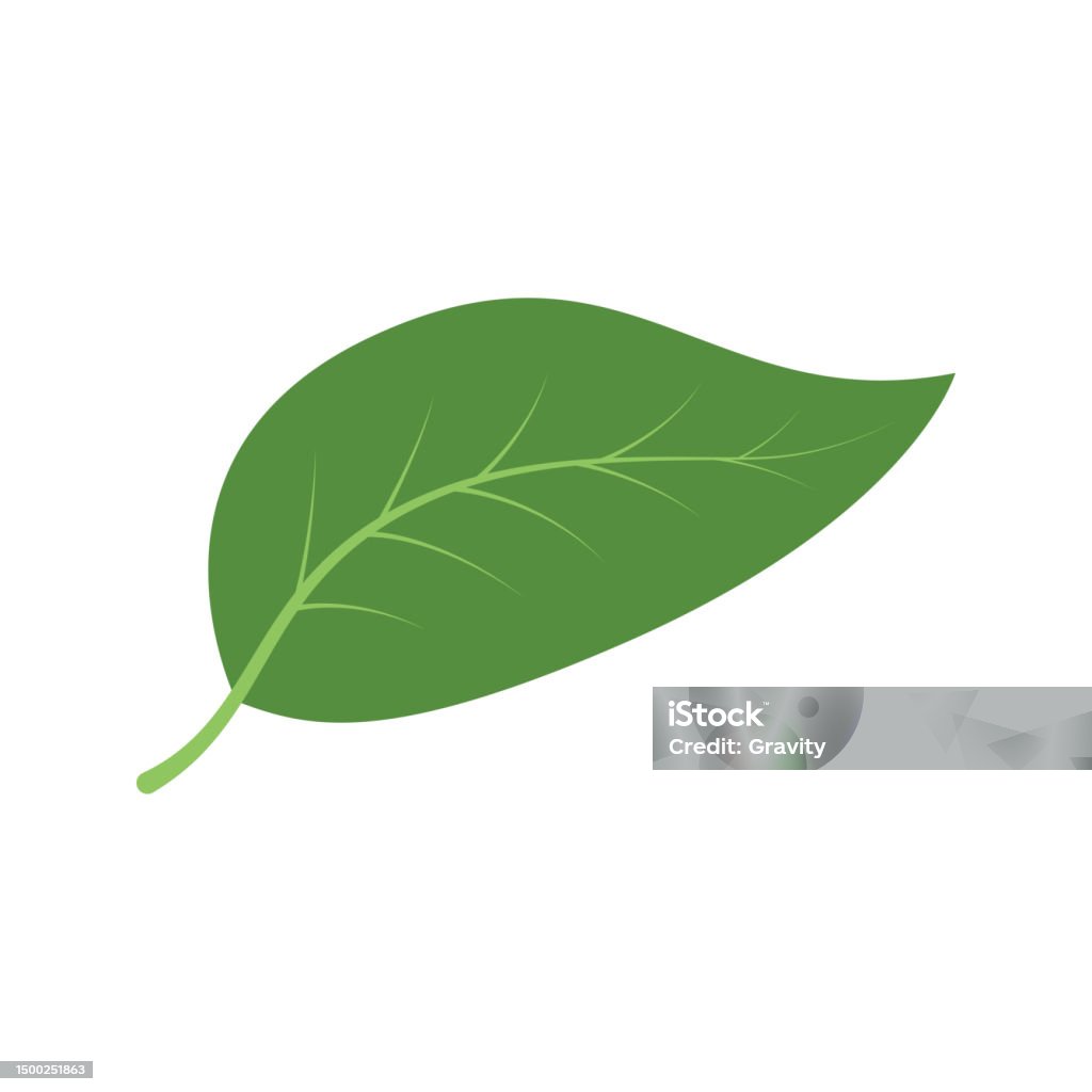 Lef Shape Vector Vector Design Of Green Leaf Shapes Stock Illustration - Download Image ...