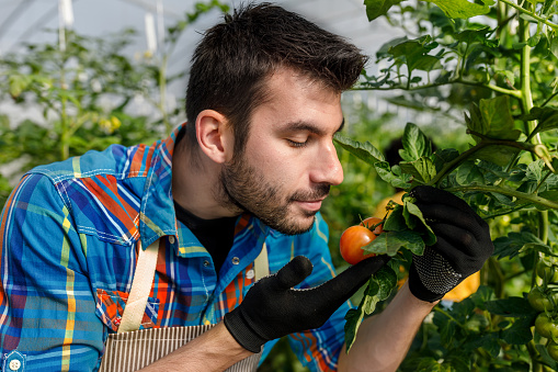 A young man is harvesting fresh tomatoes in a large vegetable garden using garden scissors.